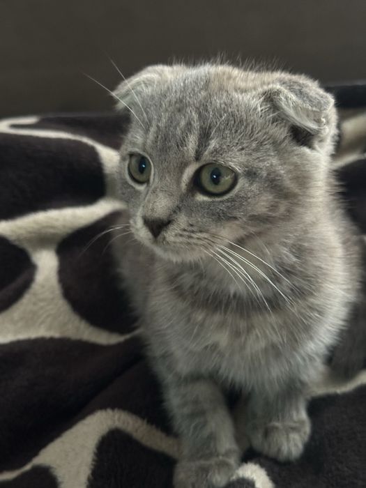Продаю котиків в добрі руки