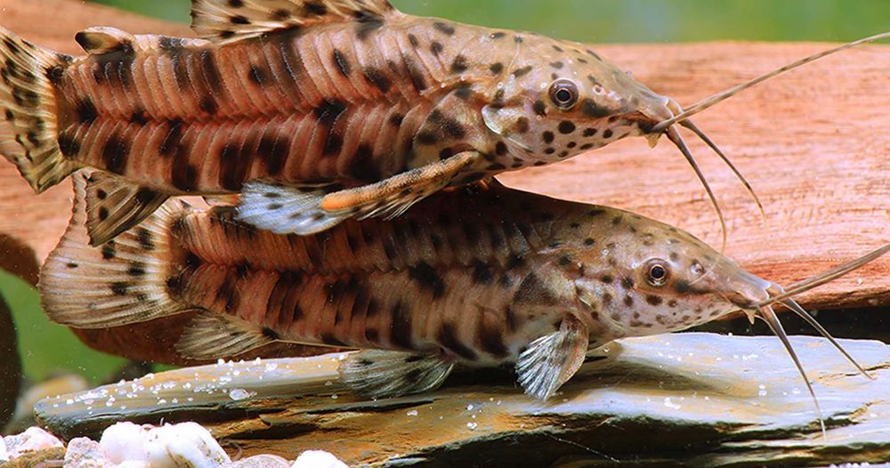 Kiryśnik czarnoplamy - Megalechis thoracata - dowóz, wysyłka