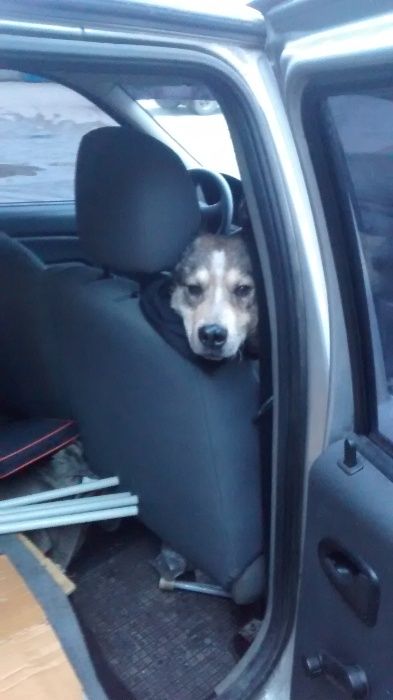 пропал Рэкс хаски