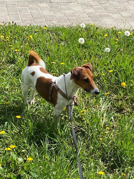 В'язка Джек Рассел Тер'єр