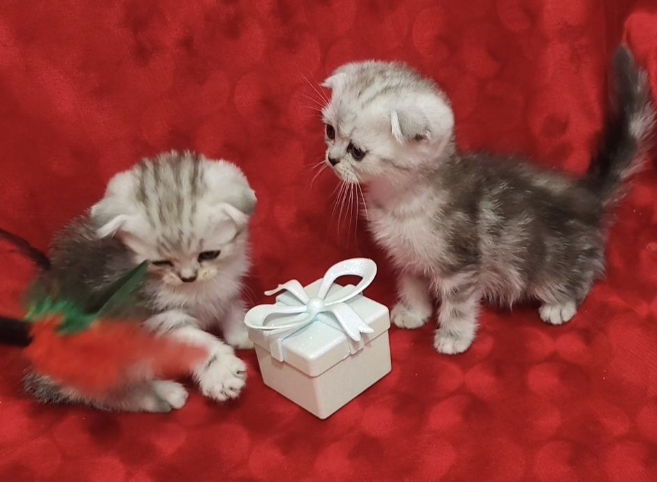 Девочки"Scottish Fold"в шикарных шубках