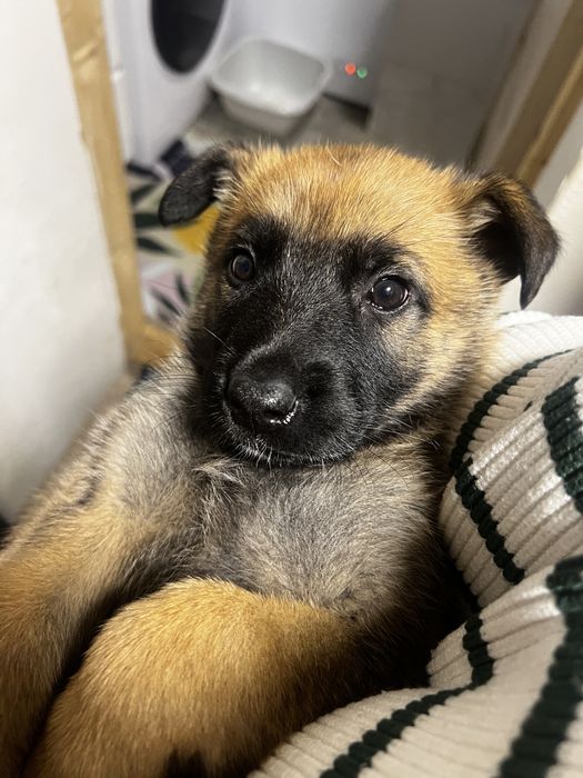 Малінуа цуценята