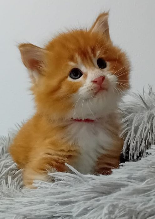 Gatinho Bosques da Noruega com lop