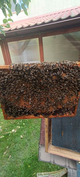 Odkłady pszczele dadant 5 ramkowe