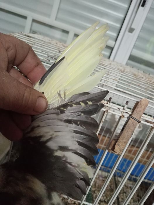 Caturras domesticadas