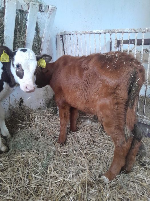 Byczki cielaki sprzedam