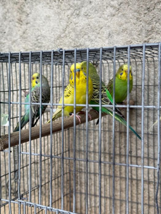 Periquitos-australianos (Criador Legal ICNF)