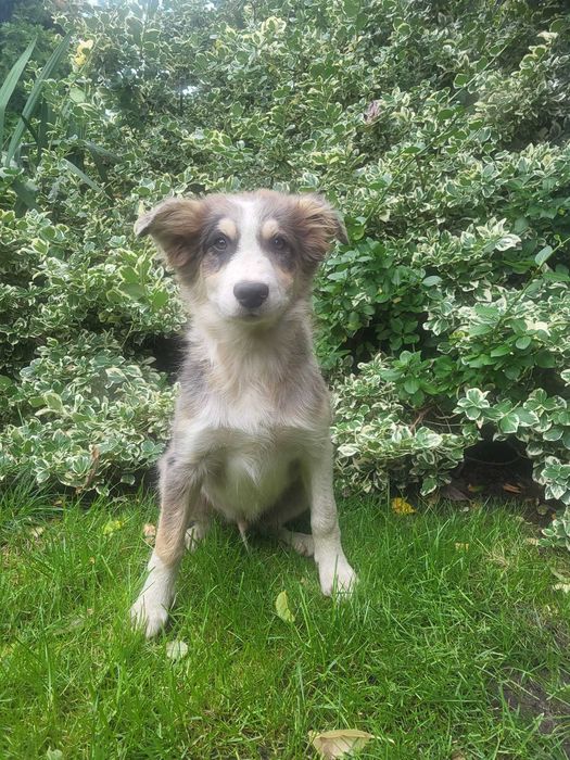 Szczeniak Border Collie piesek