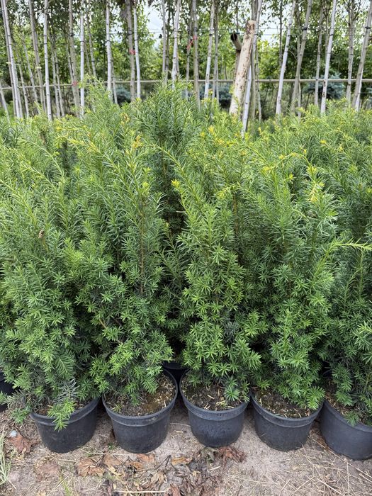 Cis pośredni HICKSII ŻYWOPŁOT 90cm