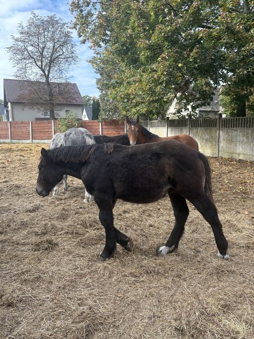 Źrebaki Zimnokrwiste
