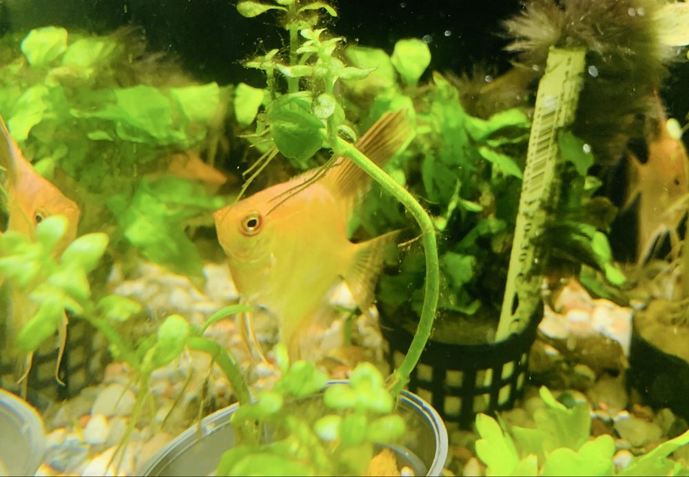 Skalar Bulgarian Orange