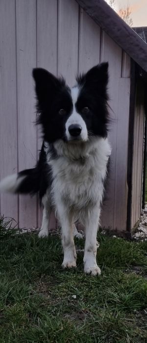 Piesek border collie biało-czarny/ blue merle