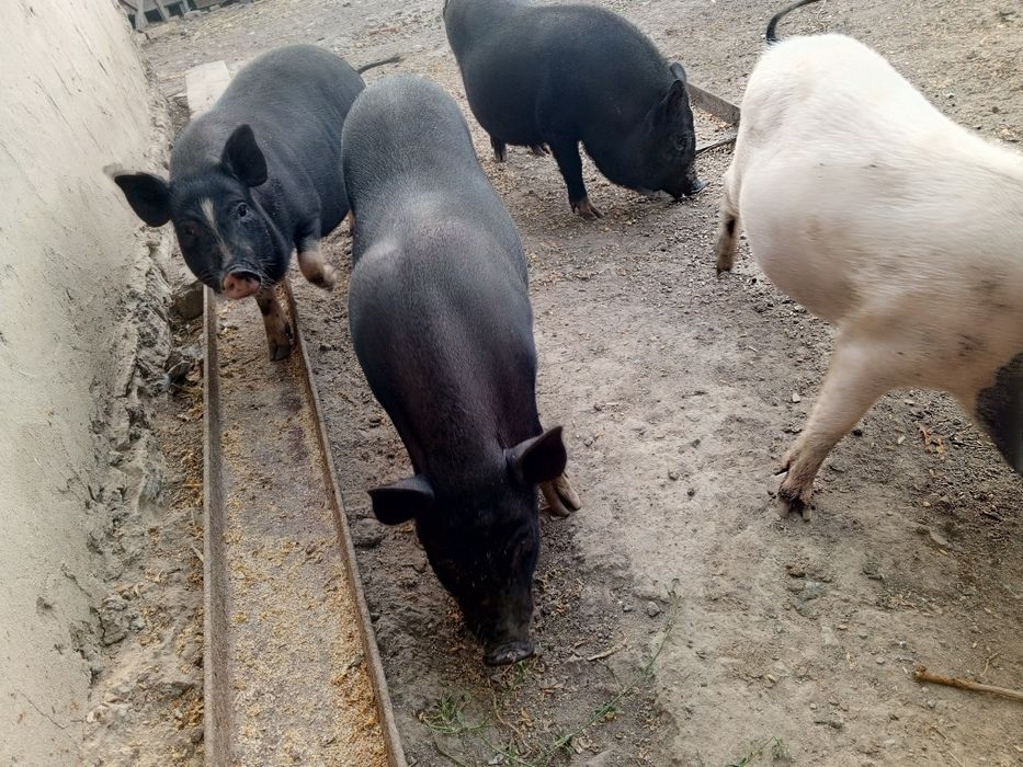 Продам корейських підсвинків