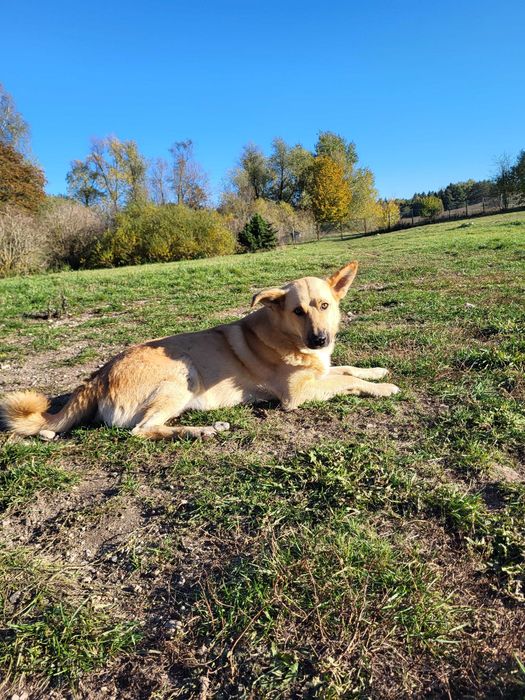 Najlepszy dom dla tego kawalera poszukiwany!