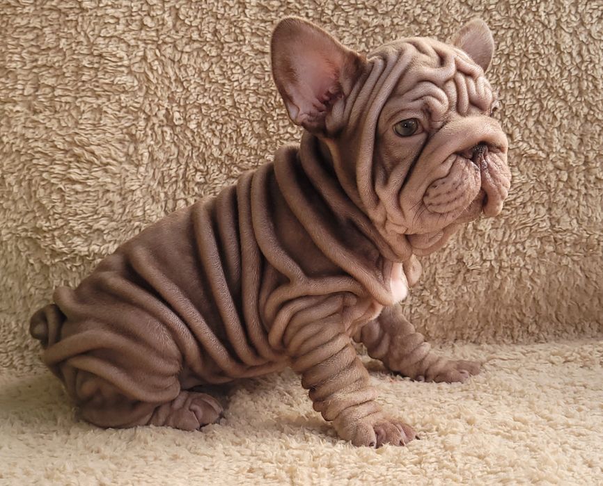 Bardzo słodki chłopiec. Big Rope.