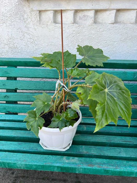 Вазон Бігонія ("жабка")