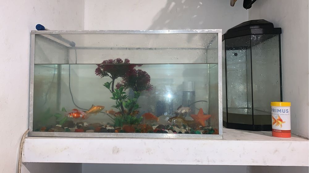 Aquarios ,motor e qcessorios tudo em bom estado