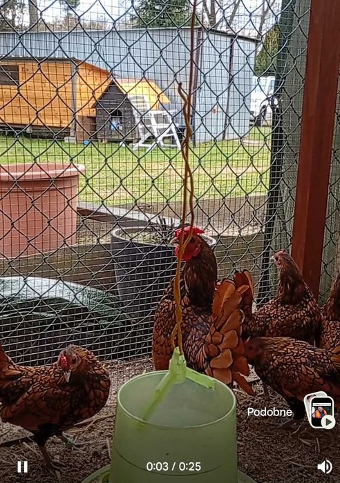 Ptaki ozdobne SEBRYTKI jajka lęgowe