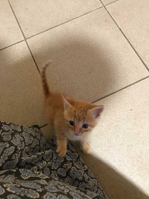 Котята 5 месяцев Ухоженные домашние