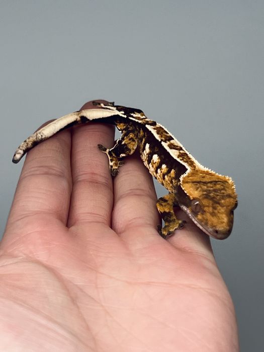 Gekon orzęsiony gekony orzęsione możliwa wyprawka transport