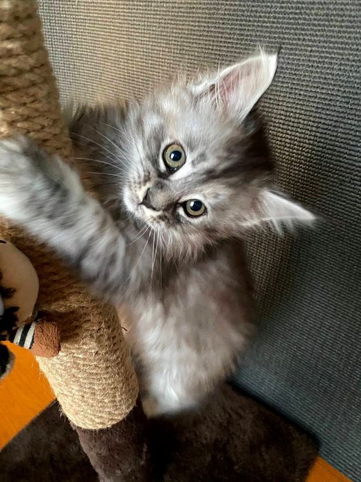 РОСКОШНЫЙ котенок Мейн-кун! Редкий окрас Черный дым (ns).