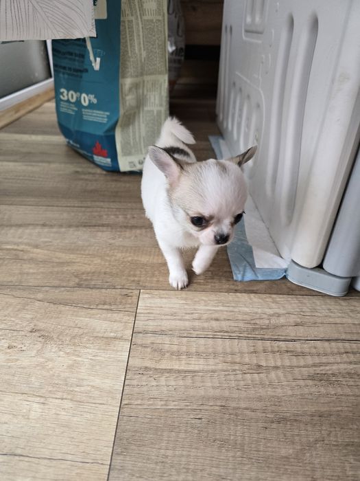 Chihuahua bardzo maleńka sunia