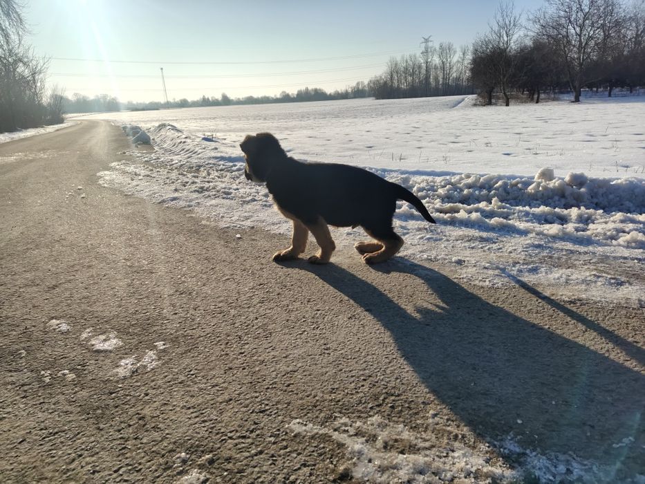 Owczarek niemiecki krótkowłosy