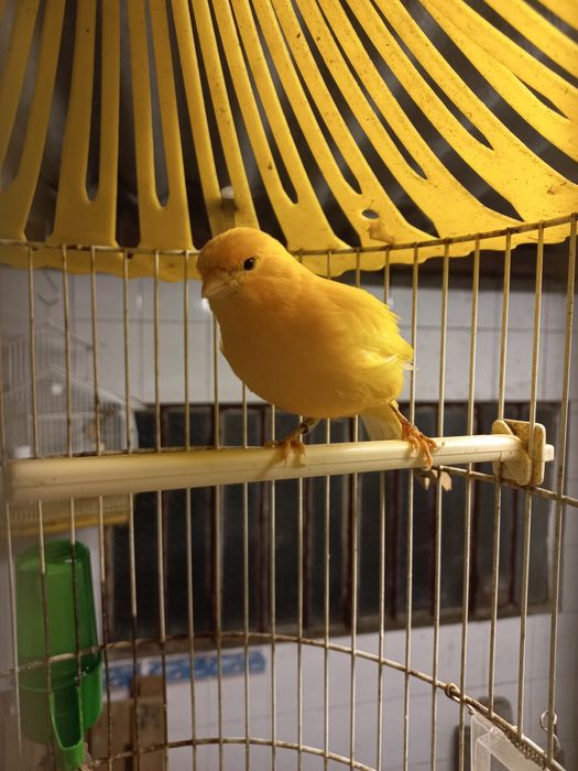 Vendo Canários Cantadores