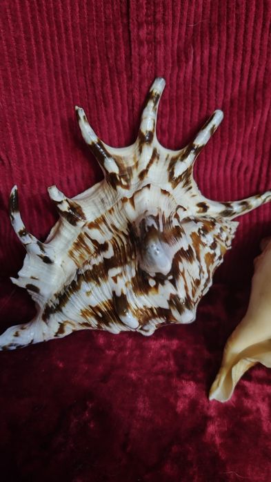 Две ракушки ламбис с красивой окраской