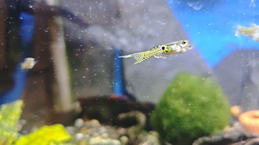 Gupiki endlera narybek