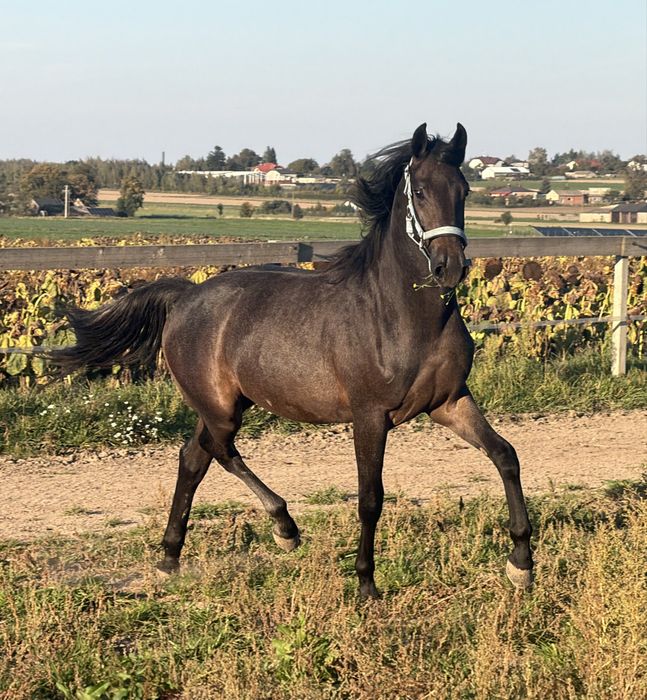 1,5 roczny ogier