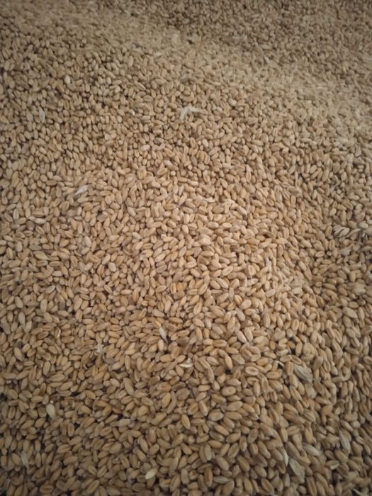 Пшениця Яра Шіроко