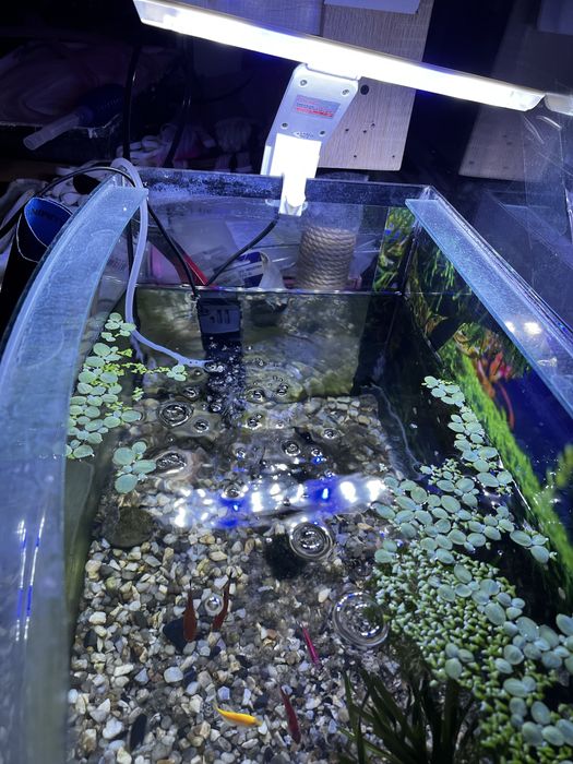 Запущений живий Акваріум