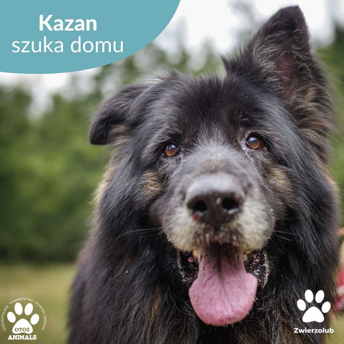 Przemiły Kazan czeka na dom!
