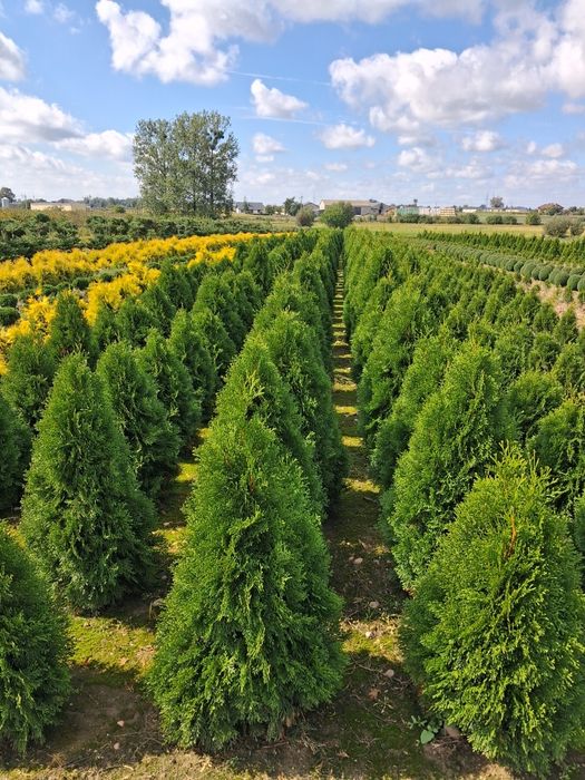 Tuje szmaragd, thuje smaragd, tuja, thuje
