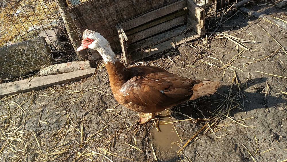 Продам індокачку