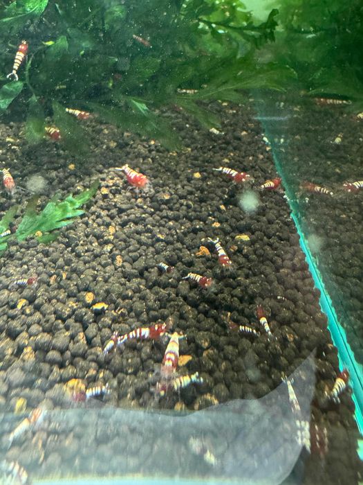 Camarões Neocaridinas