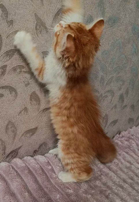 Дарик 2.5 мес ищет дом