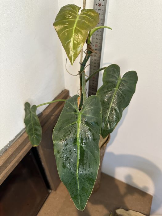 Філодендрон  Philodendron Maximum