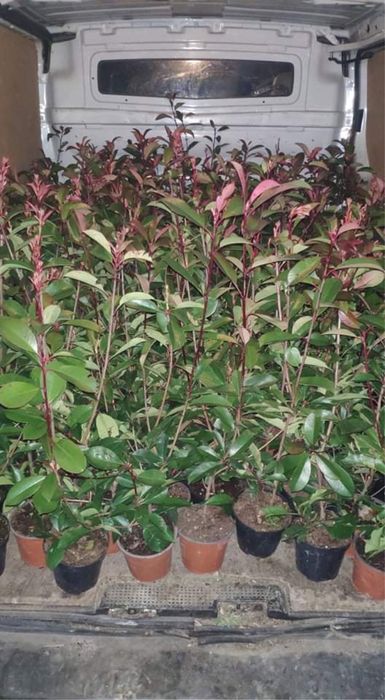 Photinias 50cm varios tamanhos