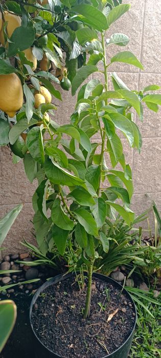 Planta de abacate em vaso.