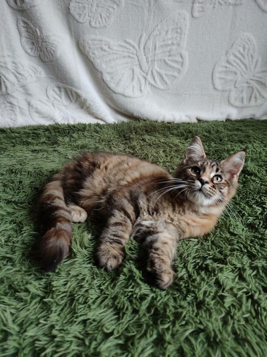 Котёнок Мейн кун девочка