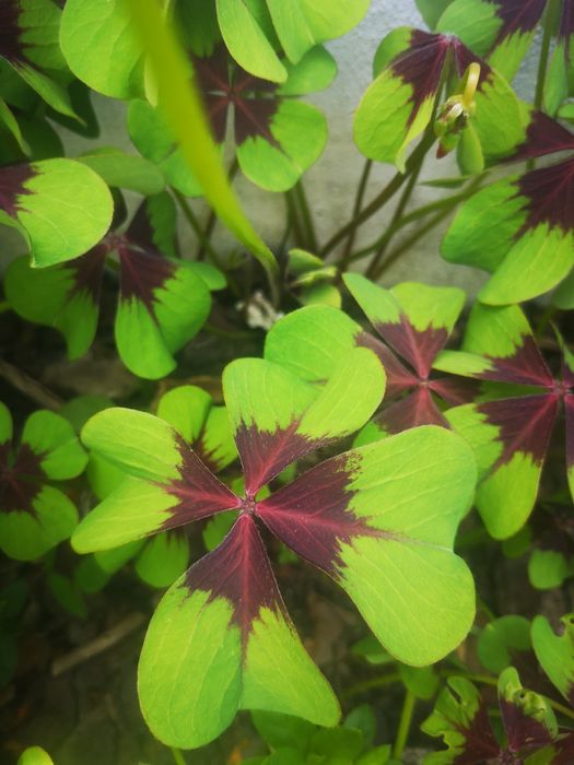 Trevos de 4 folhas com raiz