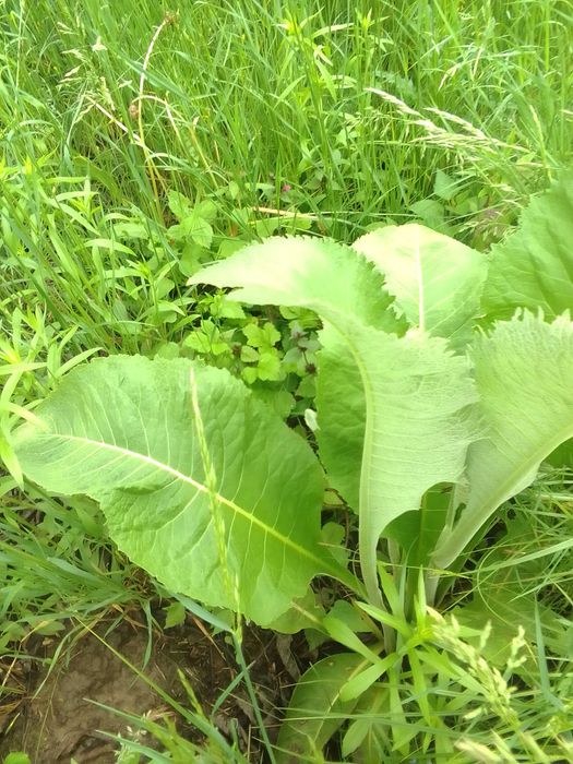 Корінь дев'силу зі своєї садиби, Верхів'я р. Рось
