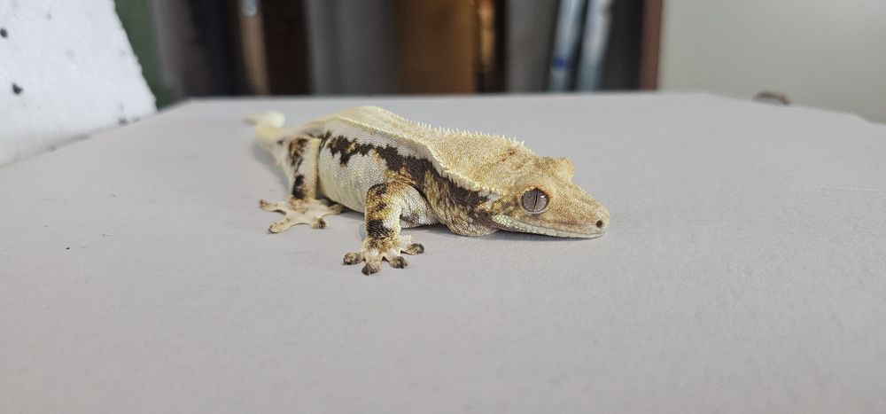 Gekony nadwyżka rożne gatunki