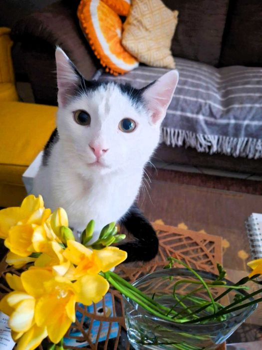 Uratowany bezdomniak - młodziutki Ptyś - daj dom !