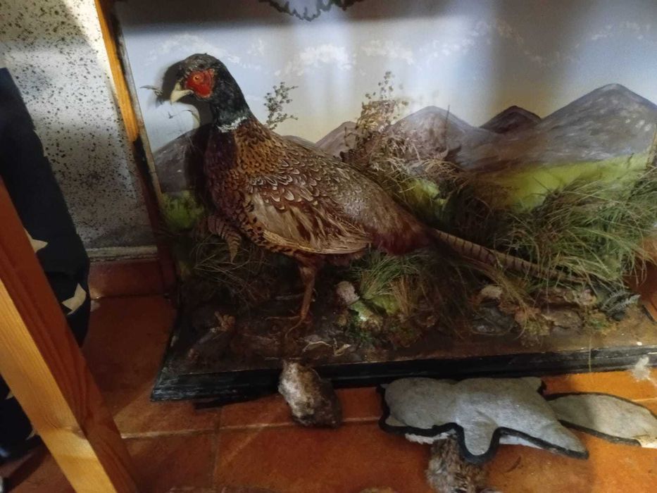 Antic 1 faisão empalhado de verdade