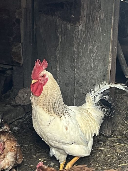 Дуже гарний півень