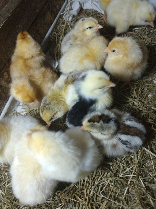 Курчата домашні  мішані