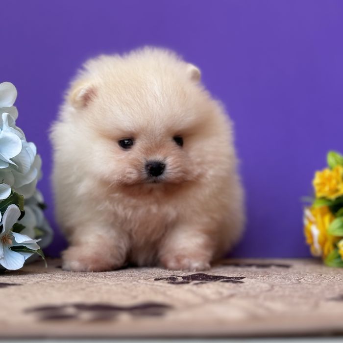 ляльковий Ведмедик шок классу